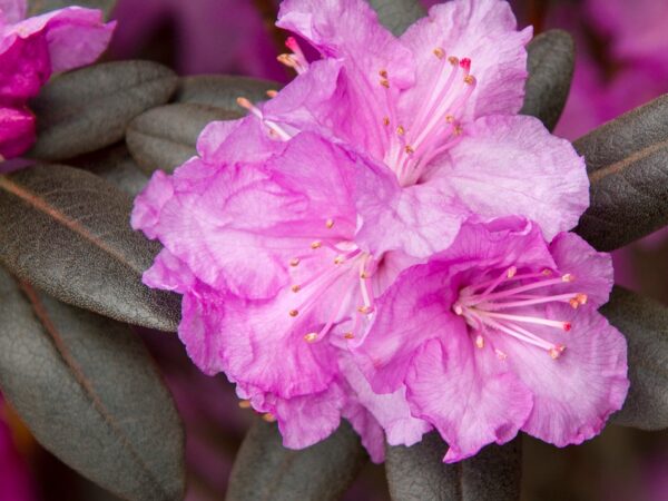 Rhododendron, PJM - Image 2