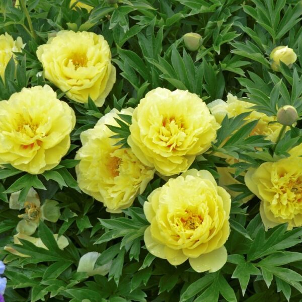 Peony, Itoh Bartzella