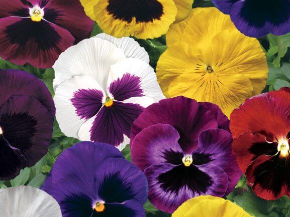 Pansy, Colossus Formula Mix