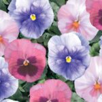 Pansy, Delta Cotton Candy Mix