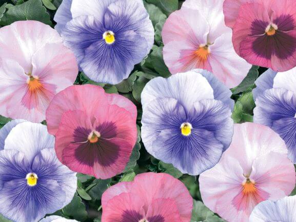 Pansy, Delta Cotton Candy Mix