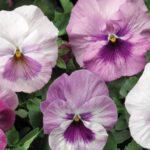 Pansy, Delta Pink Shades