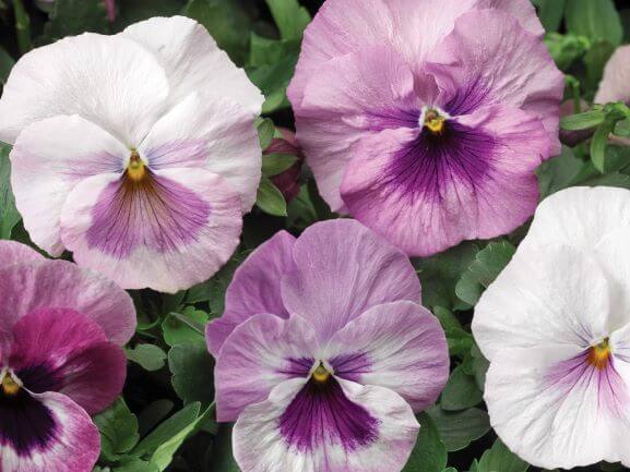 Pansy, Delta Pink Shades
