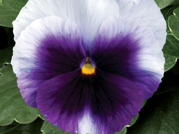 Pansy, Delta Premium Beaconsfield