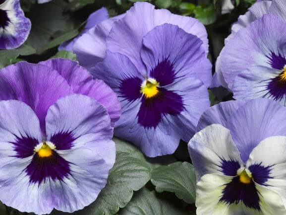 Pansy, Delta Premium Marina