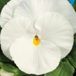 Pansy, Delta Premium Pure White