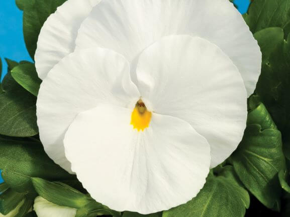Pansy, Delta Premium Pure White