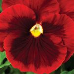 Pansy, Delta Premium Red with Blotch