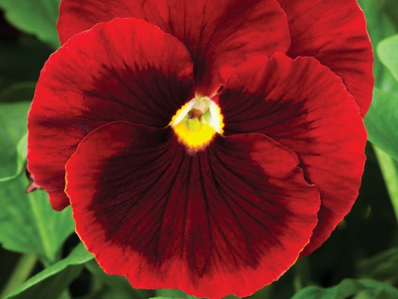 Pansy, Delta Premium Red with Blotch