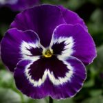 Pansy, Delta Premium Violet and White