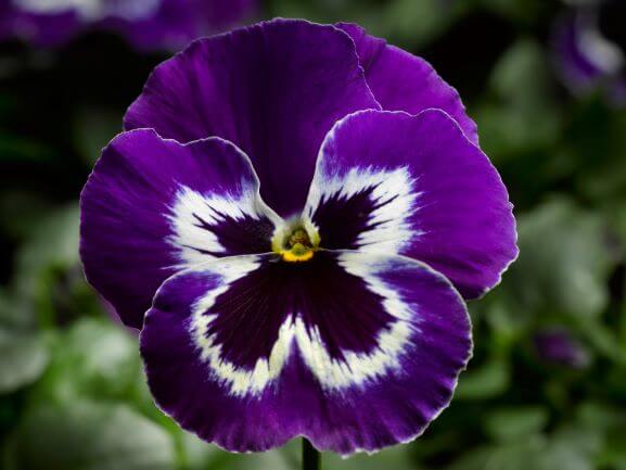 Pansy, Delta Premium Violet and White