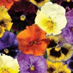 Pansy, Frizzle Sizzle Mix