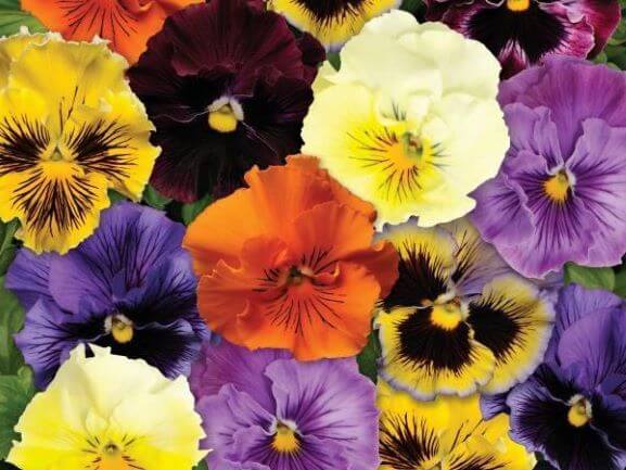 Pansy, Frizzle Sizzle Mix