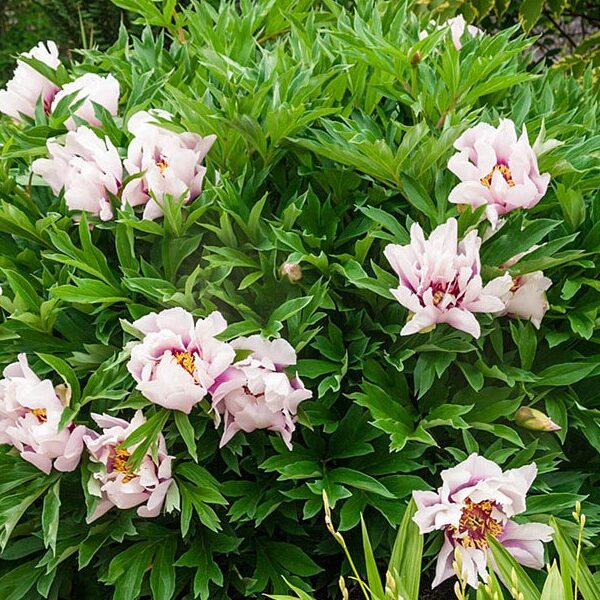 Peony, Itoh Cora Louise