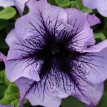 Petunia, Daddy Blue