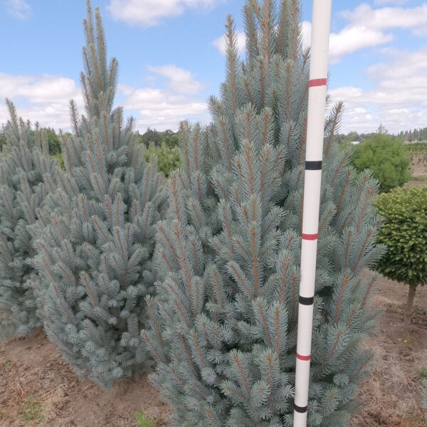 Spruce, Colorado Blue Totem