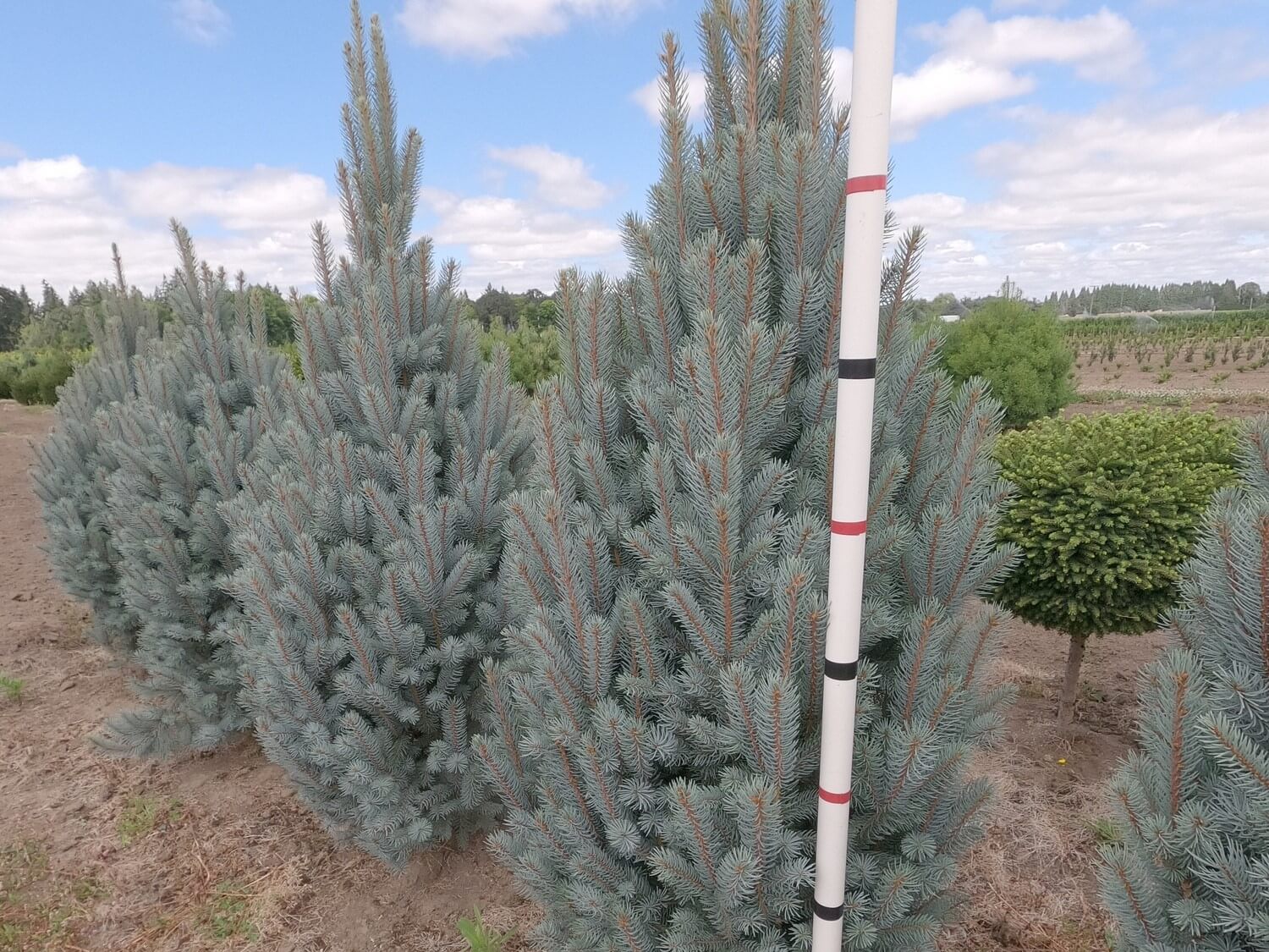 Spruce, Colorado Blue Totem