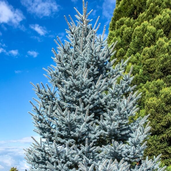 Spruce, Colorado Bonny Blue