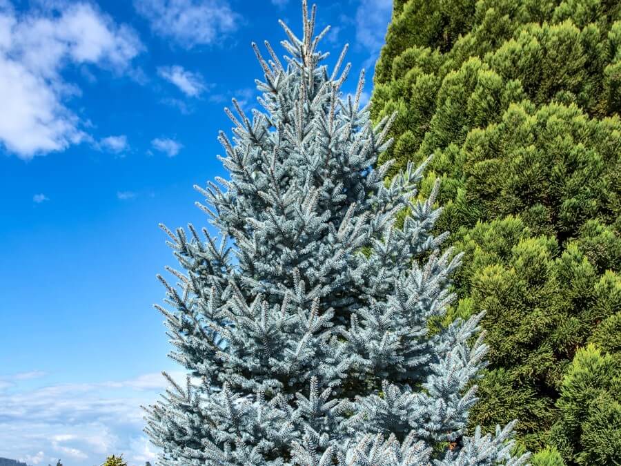 Spruce, Colorado Bonny Blue