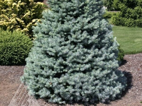 Spruce, Colorado Sester's Dwarf