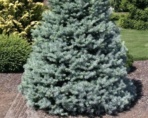 Spruce, Colorado Sester's Dwarf