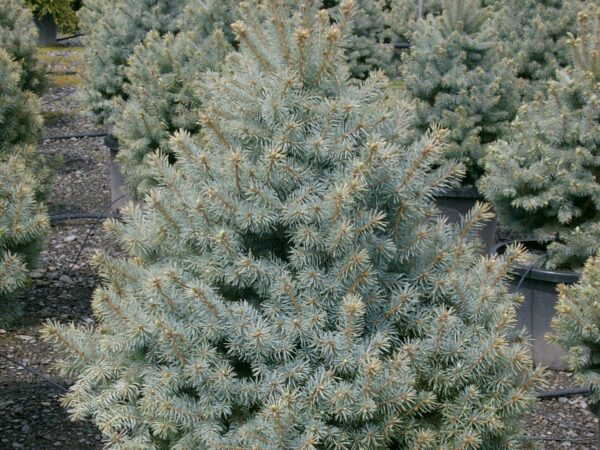 Spruce, Colorado Sester's Dwarf - Image 2