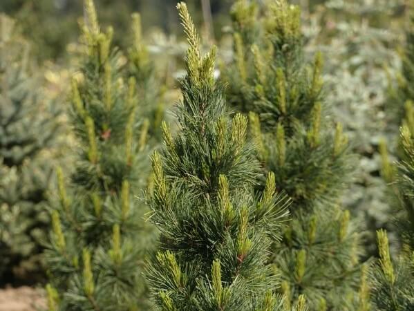 Pine, Swiss Stone Algonquin Pillar