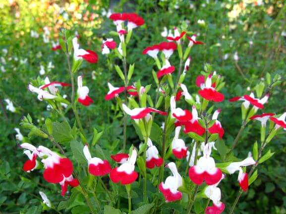 Salvia, Hot Lips - Nursery