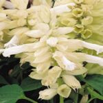 Salvia, Vista White