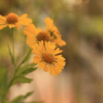 Helenium, Common