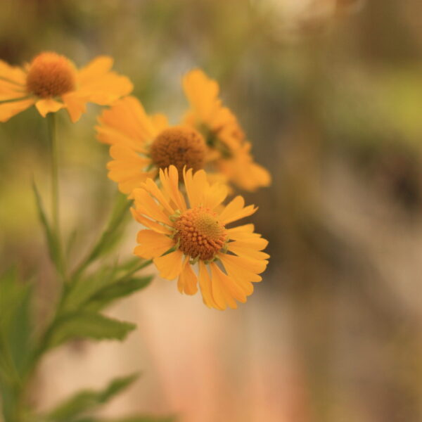 Helenium, Common
