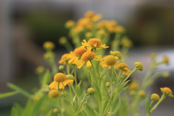 Helenium, Common - Image 2