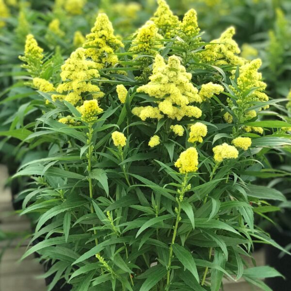 Goldenrod, Little Lemon
