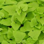 Sweet Potato Vine, Margarita