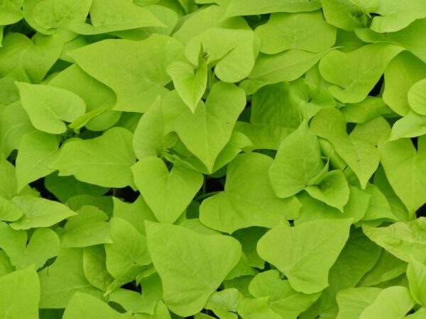 Sweet Potato Vine, Margarita