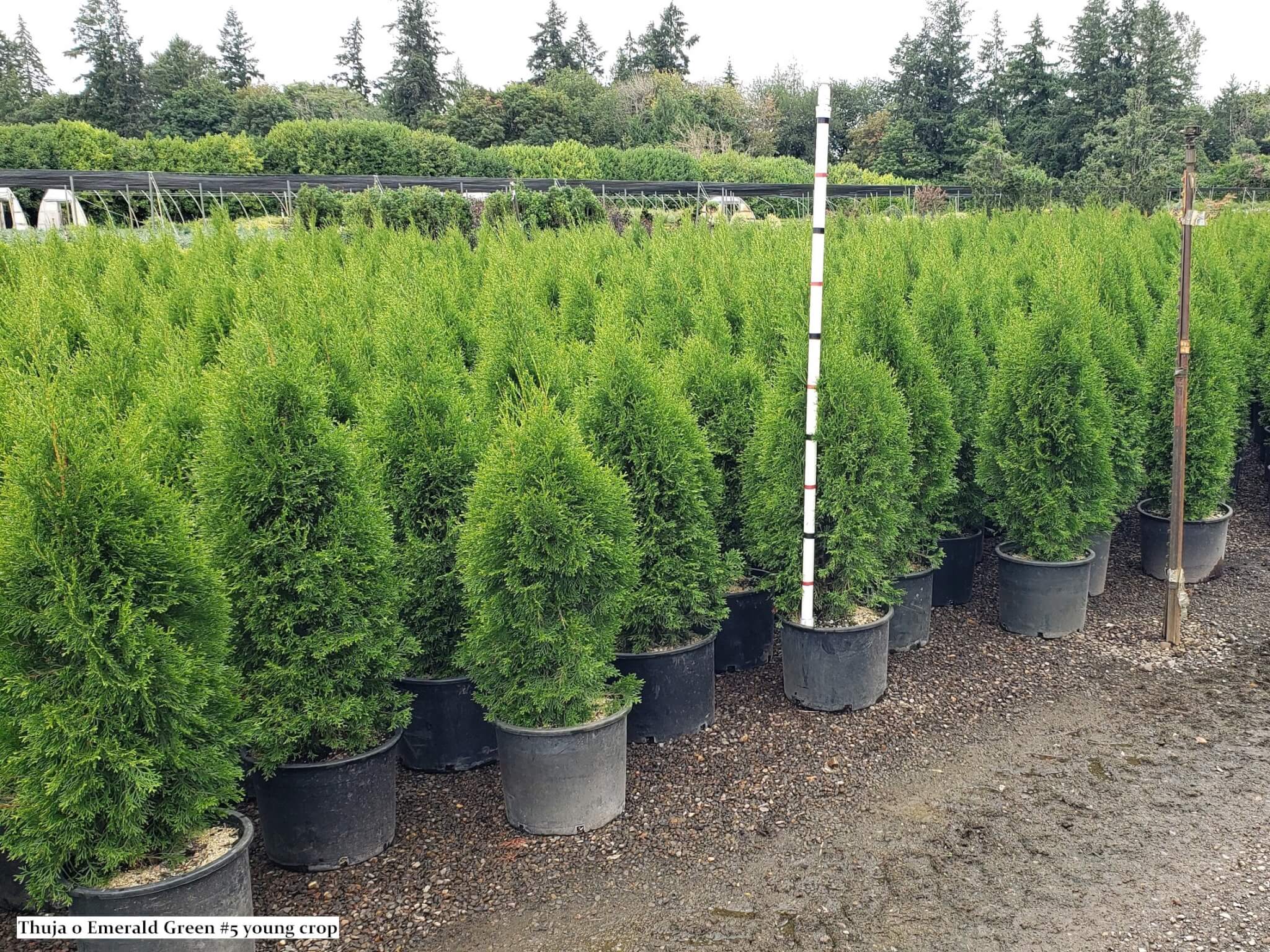 Arborvitae, Emerald Green - Campbell's