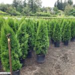 Arborvitae, Emerald Green