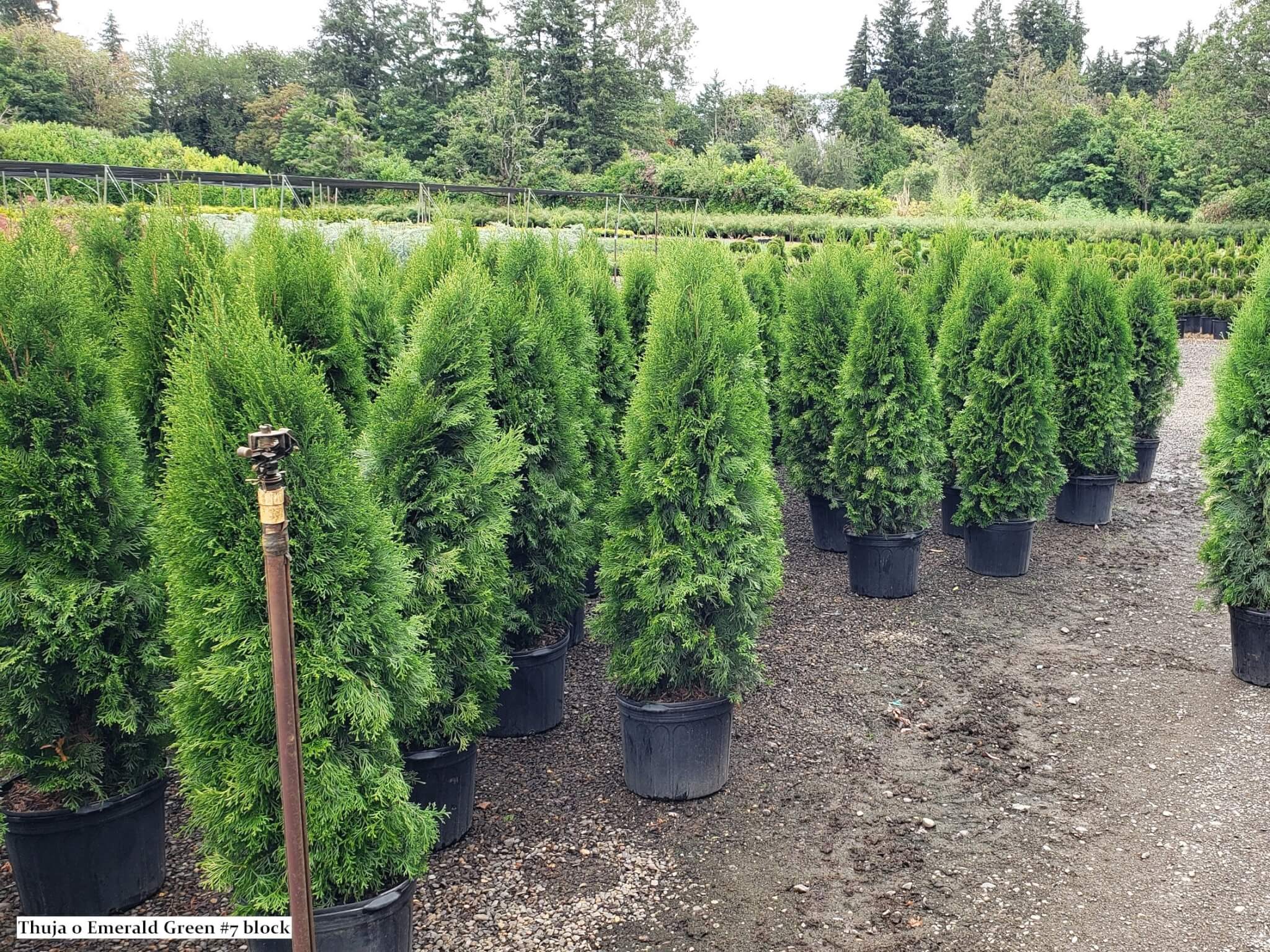 Arborvitae, Emerald Green
