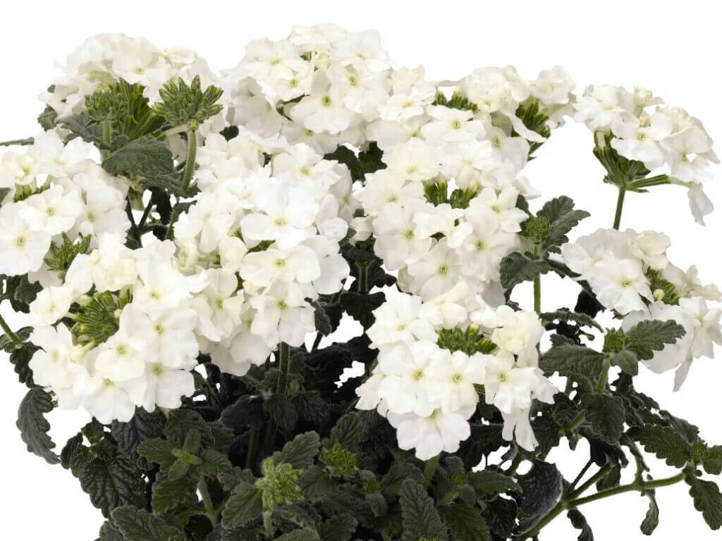 Verbena, Empress Flair White Campbell's Nursery
