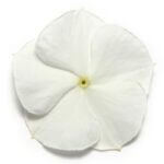 Vinca, Pacifica XP White