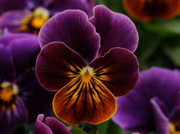 Viola, Sorbet Antique Shades
