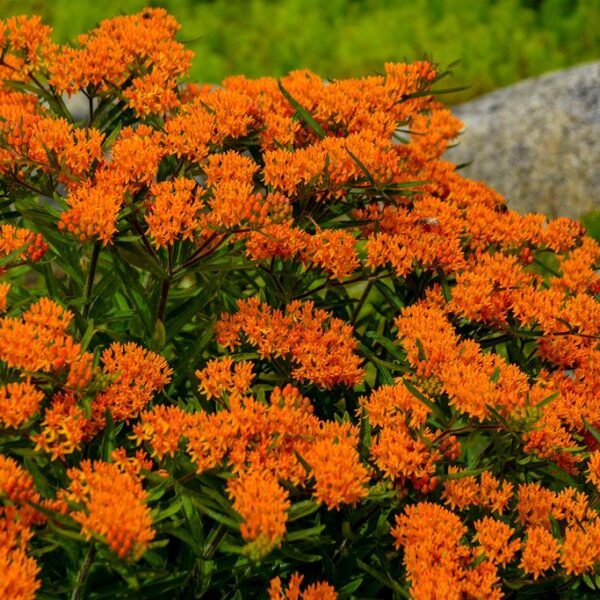 Milkweed, Butterfly