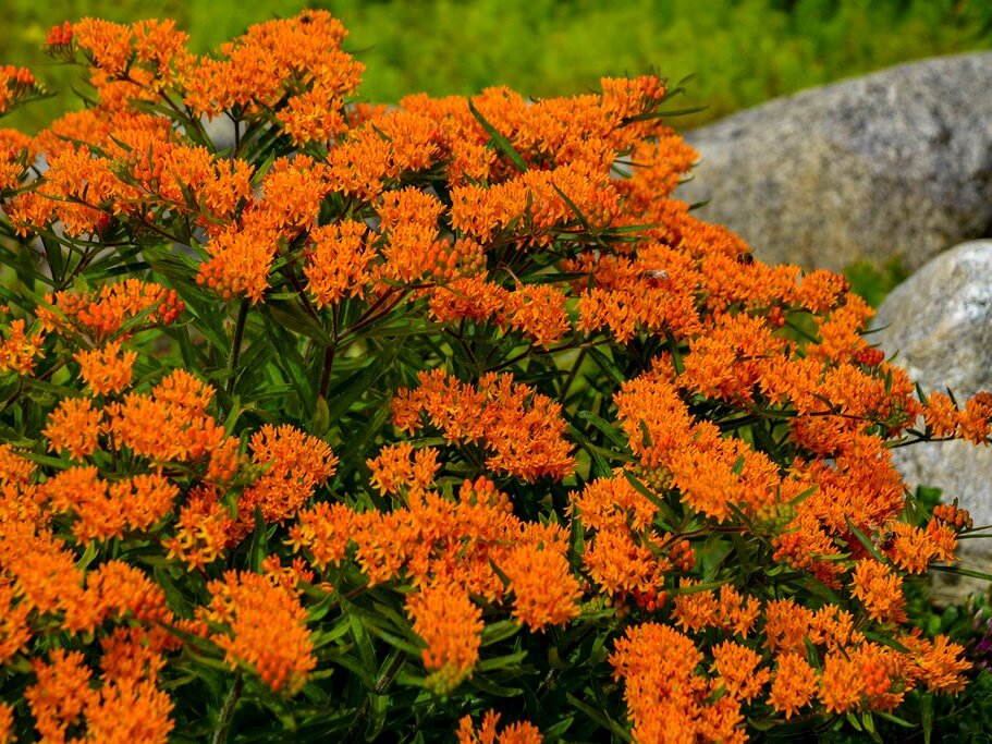 Milkweed, Butterfly