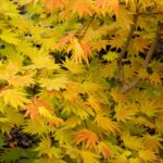 Maple, Full Moon Autumn Moon