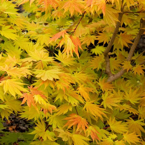 Maple, Full Moon Autumn Moon