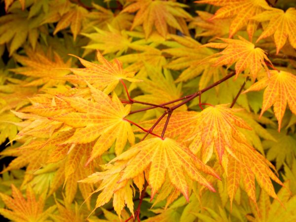 Maple, Full Moon Autumn Moon - Image 2
