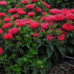 Beebalm, Pardon My Cerise