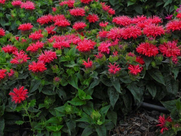 Beebalm, Pardon My Cerise