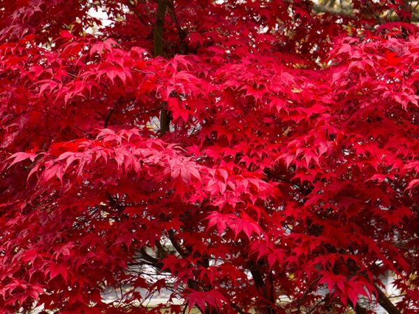 Maple, Japanese Bloodgood - Image 4