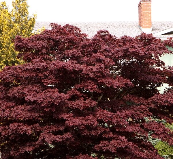 Maple, Japanese Bloodgood